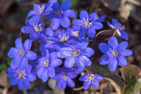 Blue Hepatica Flower seeds for Planting - Pollinator Friendly, Heirloom & GMO Free Seeds for Home Garden