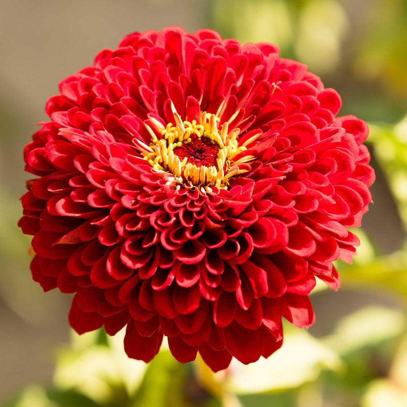 Medallion Flower Seeds for Planting Zinnia elegans for flower beds and garden landscapes
