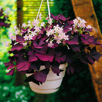 Oxalis Triangularis Flower seeds for Planting - Bright Blooms, Heirloom & GMO Free Seeds for Home Garden