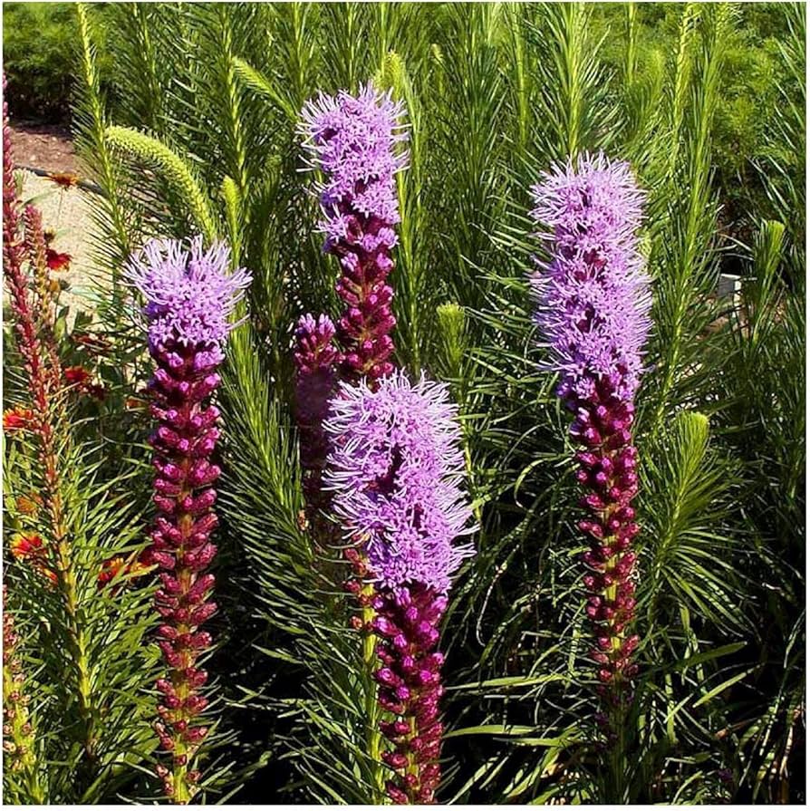 Marsh Blazing Star Liatris spicata Seeds for Planting native wildflower habitat