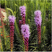 Marsh Blazing Star Liatris spicata Seeds for Planting native wildflower habitat