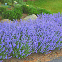 Blue Catmint Seeds for Planting flower bed home garden