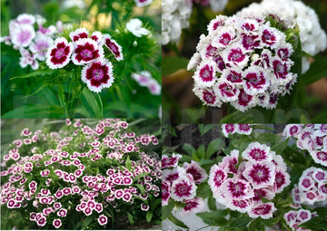 Dianthus Seeds  Grow Vibrant Flowers in Your Garden