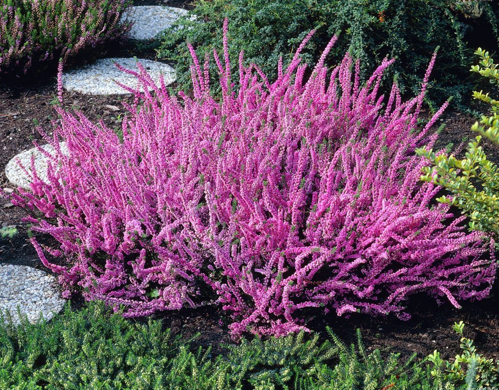 Calluna Vulgaris Flower Planting Seeds - Vibrant Perennial Garden Seeds for Your Outdoor Space