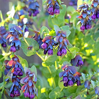 Blue Honeywort Seeds for Planting - Easy to Grow
