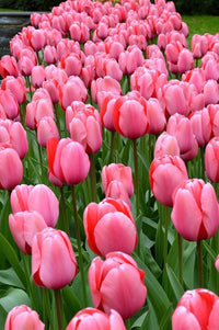 Barcelona Tulip Tulipa spp Flower Seeds for Planting in Flower Bed and Garden