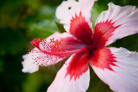 White Red Hibiscus Flower Seeds – Compact Growth Heirloom & NonGMO Seeds for Home Garden
 
 Sale
