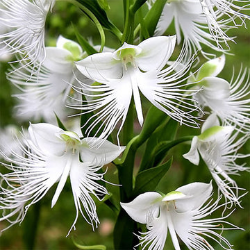 White Egret Orchid Flower seeds for Planting - Hardy Variety, Heirloom & GMO Free Seeds for Home Garden
