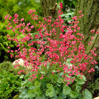 Heuchera Seeds for Planting home garden flower bed