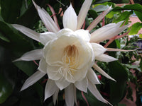 White Nopalxochia Flower Seeds for Planting Low Maintenance Heirloom & GMO Free Seeds for Home Garden
 
 Sale