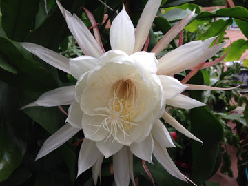 White Nopalxochia Flower Seeds for Planting Low Maintenance Heirloom & GMO Free Seeds for Home Garden
 
 Sale