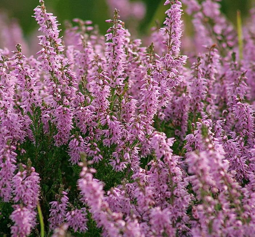 Violet Calluna Flower seeds for Planting - Drought Tolerant, Heirloom & GMO Free Seeds for Home Garden
