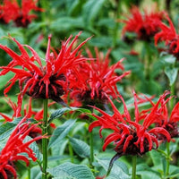 Bee Balm Seeds for Planting Monarda Didyma pollinator garden flower bed