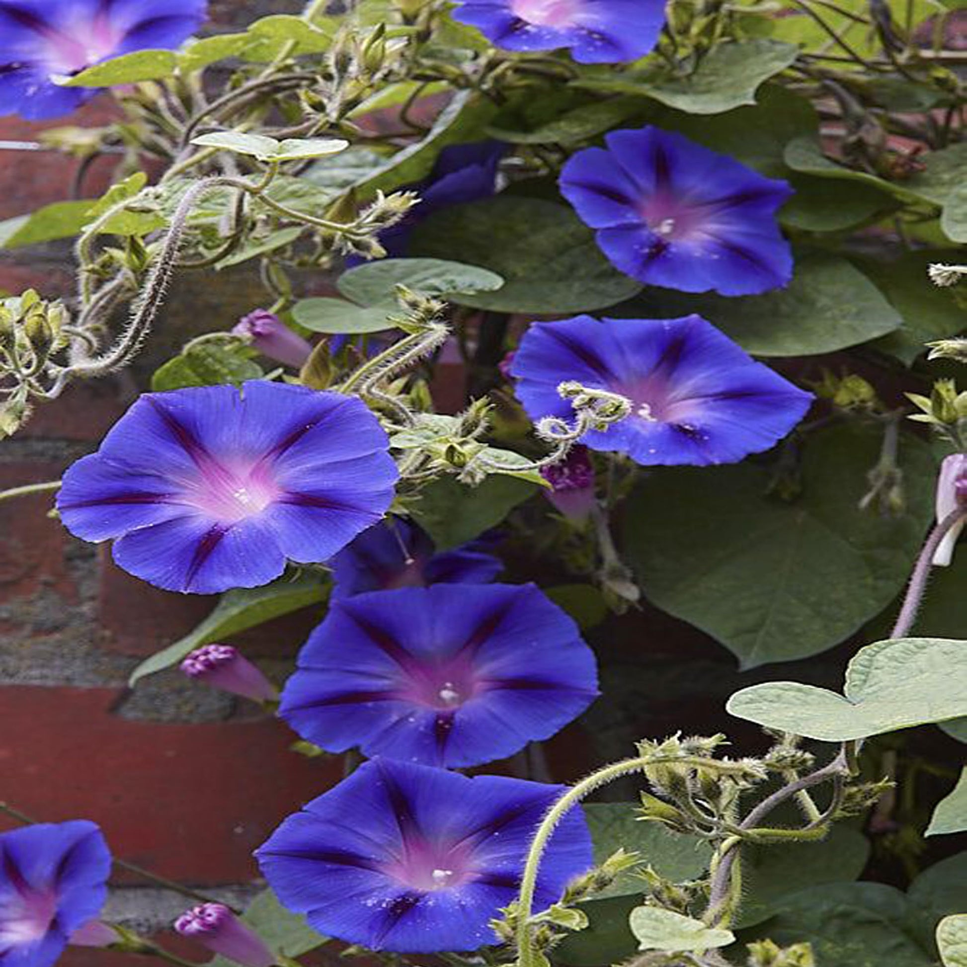 Black Dawn Morning Glory Seeds (Flowerssamen der schwarzen Morgenröte)
