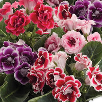 Gloxinia Sinningia speciosa for planting in indoor garden