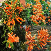 Pyrostegia Venusta Calathea Flower seeds for Planting Cut Flower Favorite Heirloom & GMO Free Seeds for Home Garden