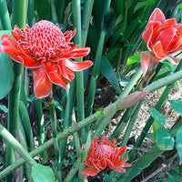 Pink Etlingera Flower seeds for Planting - Easy to Grow, Heirloom & GMO Free Seeds for Home Garden