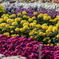 Heirloom Chrysanthemum Perennial Flower seeds for Planting Sun Loving Heirloom & GMO Free Seeds for Home Garden