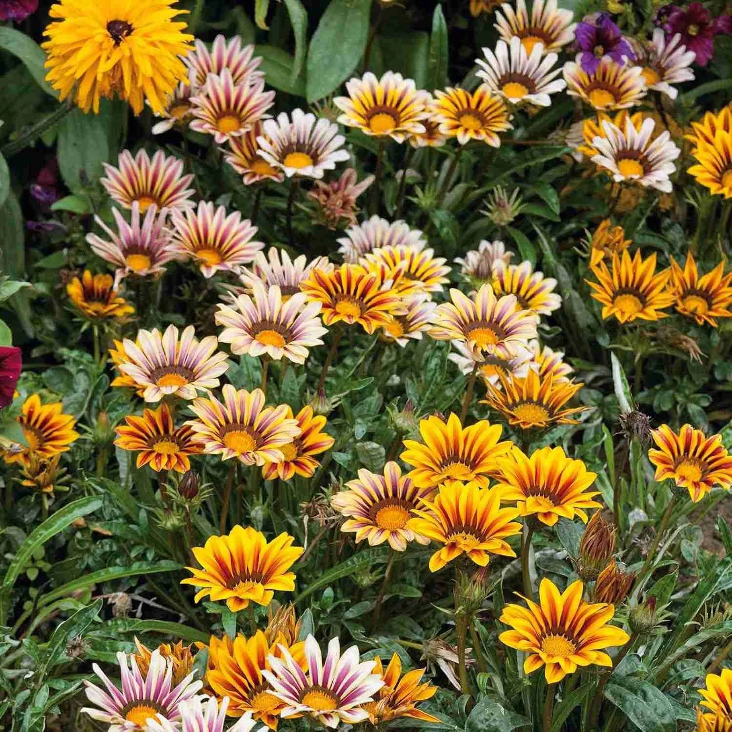 Gazania Sunshine Flower seeds for Planting - Garden Favorite, Heirloom & GMO Free Seeds for Home Garden