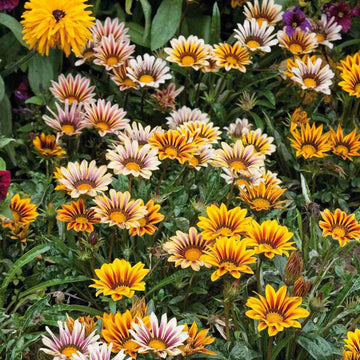 Gazania Giant Flower Seeds - Perfect for Easy Planting