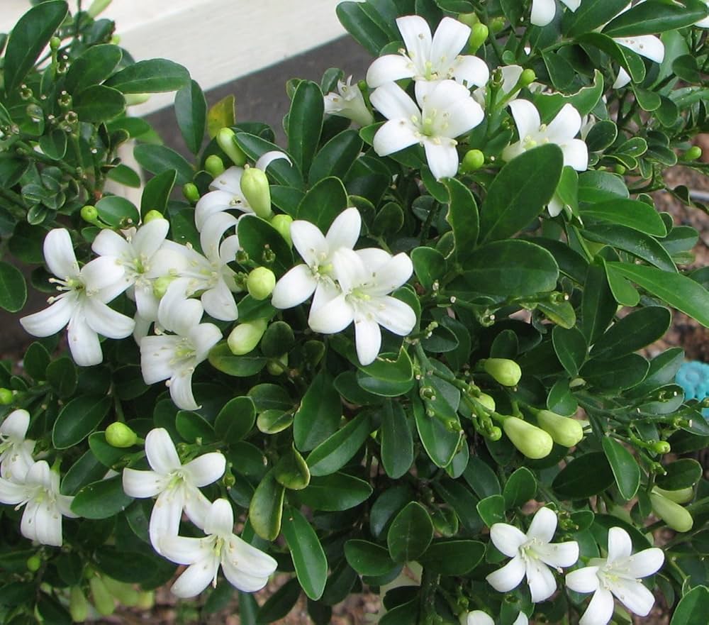White Murraya Paniculata Flower seeds for Planting - Long Bloom Season, Heirloom & GMO Free Seeds for Home Garden