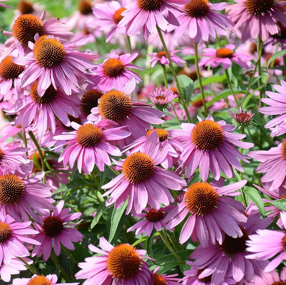 ConeFlower seeds for Planting Sun Loving Heirloom & GMO Free Seeds for Home Garden