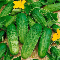 Cucumber Gherkin Seeds for Easy Planting