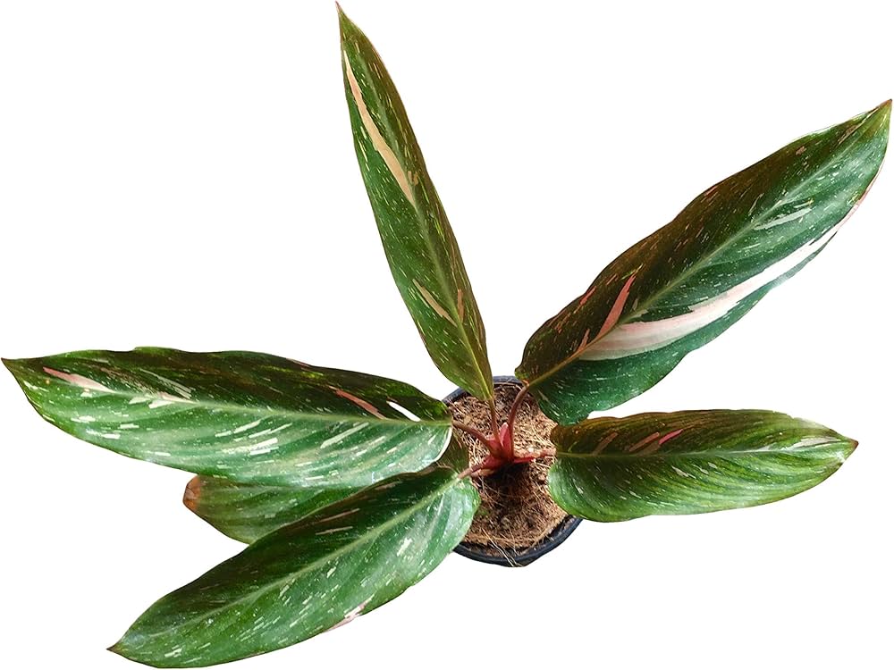 Calathea Magicstar Flower seeds for Planting Garden Favorite Heirloom & GMO Free Seeds for Home Garden 
 
 Sale