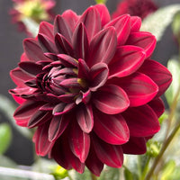 Red Dahlia Flower seeds for Planting Colorful Display Heirloom & GMO Free Seeds for Home Garden 
 
 Sale