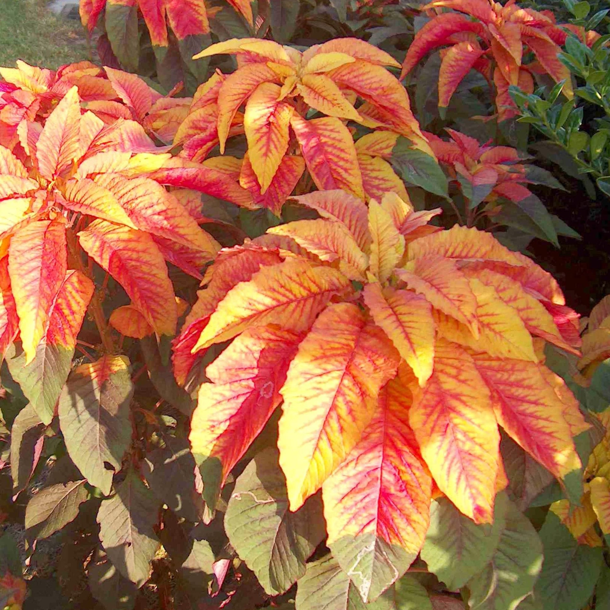 Amaranthus Illumination Seeds for Planting Fall Accent Ornamental Gardens