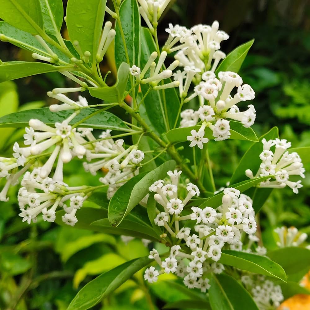 Cestrum Flower seeds for Planting - Garden Favorite, Heirloom & GMO Free Seeds for Home Garden