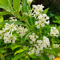 Cestrum Flower seeds for Planting - Garden Favorite, Heirloom & GMO Free Seeds for Home Garden