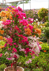 Heirloom Bougainvillea Flower seeds for Planting Pollinator Friendly Heirloom & GMO Free Seeds for Home Garden