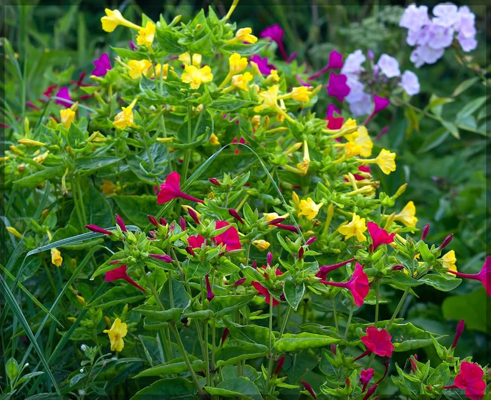 Mirabilis Flower seeds for Planting Wildflower Mix Heirloom & GMO Free Seeds for Home Garden