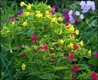 Mirabilis Flower seeds for Planting Wildflower Mix Heirloom & GMO Free Seeds for Home Garden