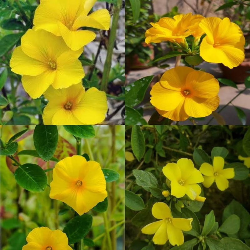 Yellow Flax Hybrid Flower seeds for Planting - Premium Quality, Heirloom & GMO Free Seeds for Home Garden
