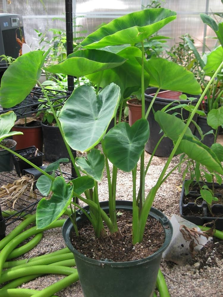 Elephant's Ear Flower seeds for Planting - Long Bloom Season, Heirloom & GMO Free Seeds for Home Garden