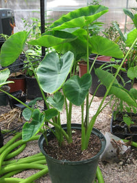 Elephant's Ear Flower seeds for Planting - Long Bloom Season, Heirloom & GMO Free Seeds for Home Garden