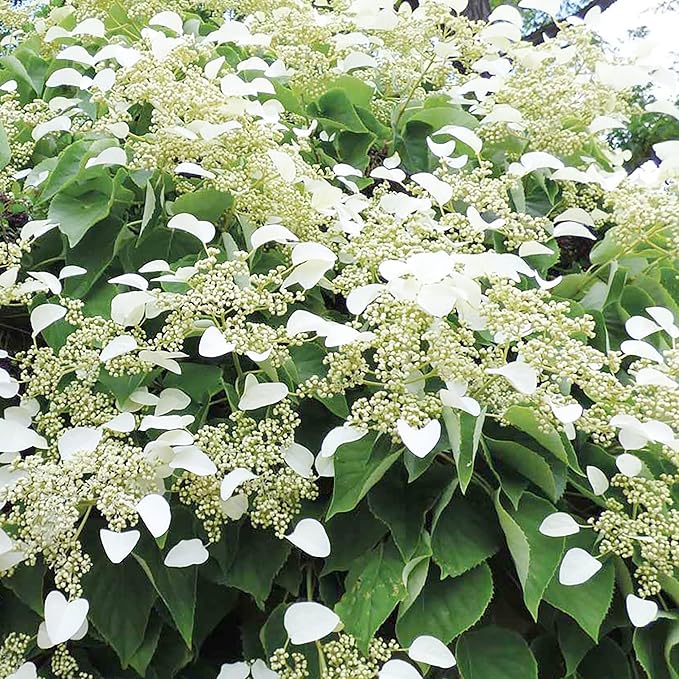 Hydrangea Bonsai Seeds, Viburnum Garden Flowers for Home Garden