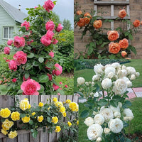 Climbing Rose Flower seeds for Planting Vibrant Colors Heirloom & GMO Free Seeds for Home Garden