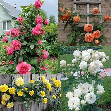 Climbing Rose Flower seeds for Planting Vibrant Colors Heirloom & GMO Free Seeds for Home Garden