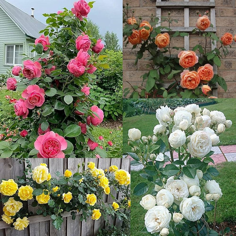 Climbing Rose Flower seeds for Planting Vibrant Colors Heirloom & GMO Free Seeds for Home Garden