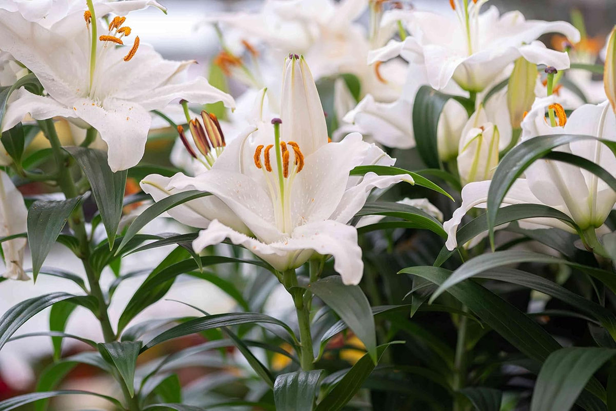 Casa Blanca Flower seeds for Planting - Perfect for Borders, Heirloom & GMO Free Seeds for Home Garden
 
 Sale seeds for home garden