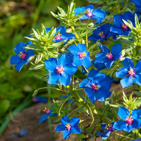Blue Pimpernel (Anagallis) Flower Seeds for Planting