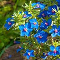 BLUE PIMPERNEL Seeds for Stunning Blue Flowers