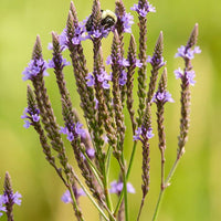Blue Vervain Verbena hastata Seeds for Planting native wildflower wetland garden