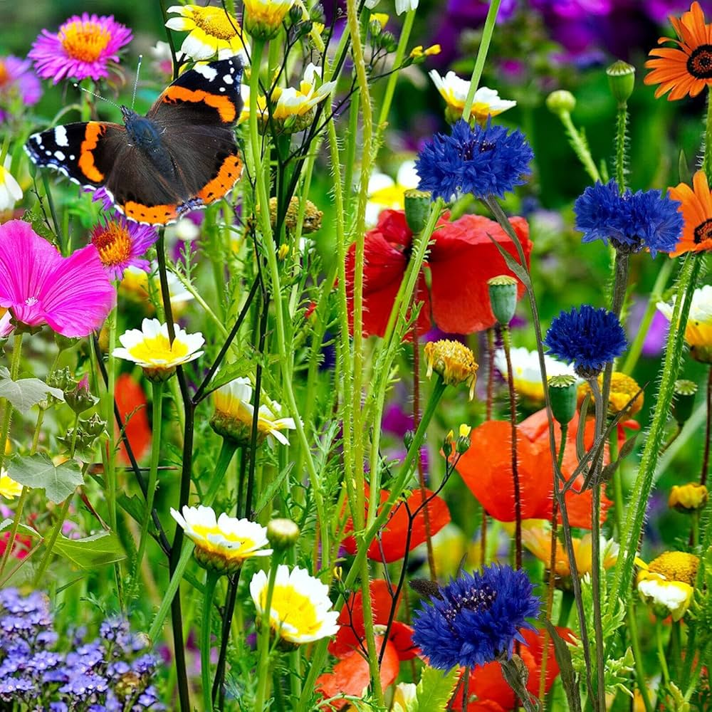 Mix Perennial Flower Seeds Flower seeds for Planting Compact Growth Heirloom & GMO Free Seeds for Home Garden