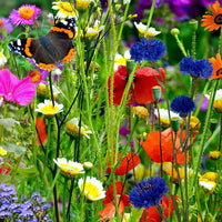Mix Perennial Flower Seeds Flower seeds for Planting Compact Growth Heirloom & GMO Free Seeds for Home Garden