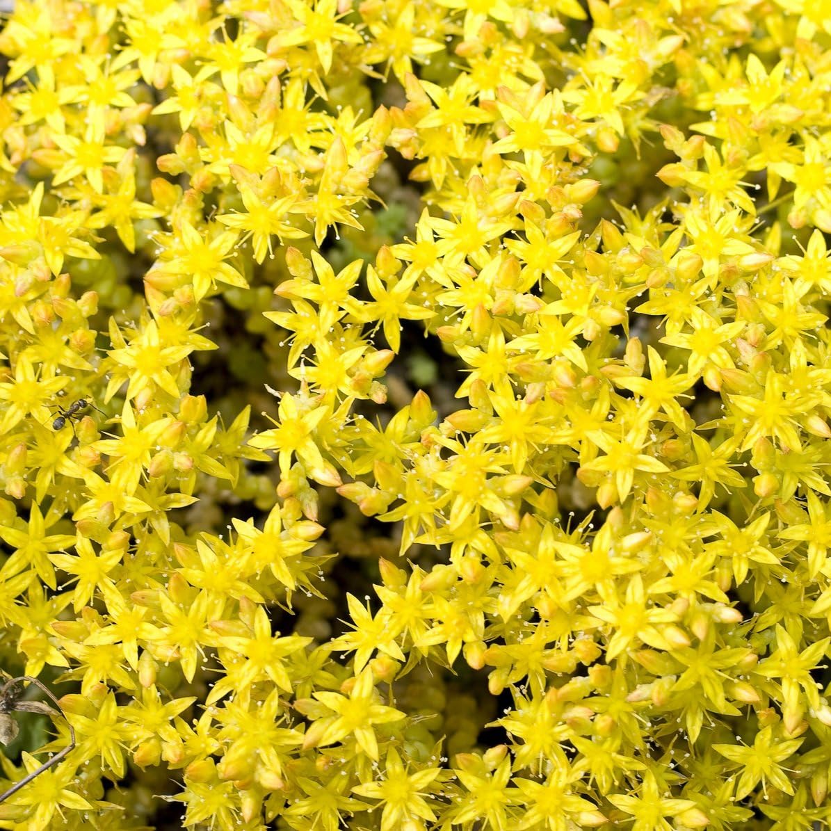 Yellow Sedum Flower seeds for Planting - Seasonal Bloomer, Heirloom & GMO Free Seeds for Home Garden