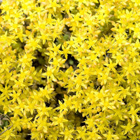 Yellow Sedum Flower seeds for Planting - Seasonal Bloomer, Heirloom & GMO Free Seeds for Home Garden